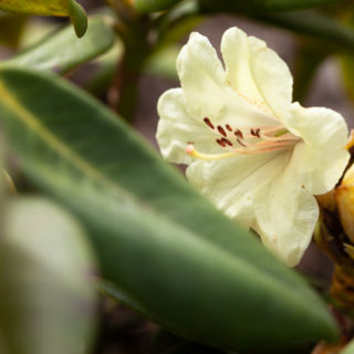 Rhododendron 'Bohlken's Laura'