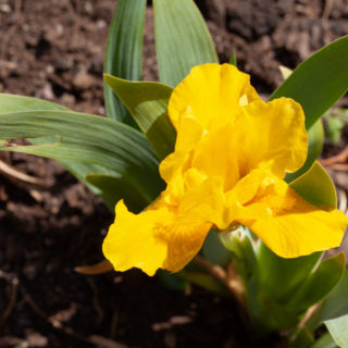 Iris pumila 'Orange Caper'