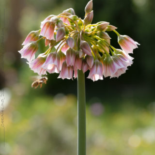 Allium tripedale - rosa honungslök