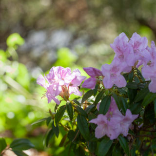 Rhododendron Calostrotum-grp 'Robert Seleger'