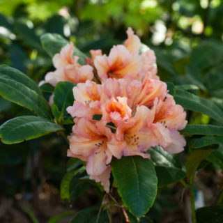 Rhododendron Dichroanthum-grp 'Norfolk Candy'