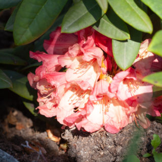 Rhododendron 'Orangeola'