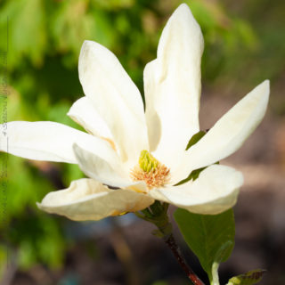 Magnolia 'Elisabeth'