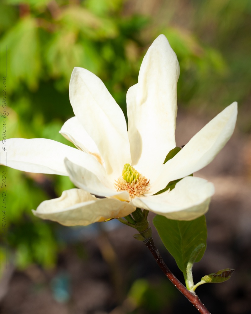 Magnolia 'Elisabeth'