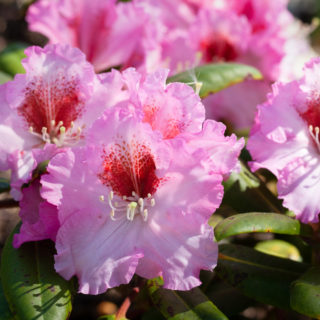 Rhododendron 'Bohlken's Kronjuwel'