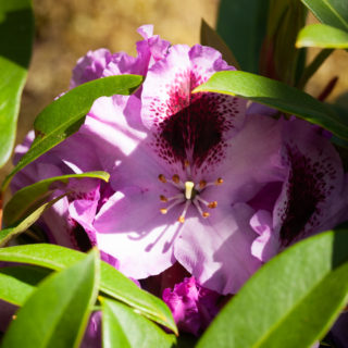Rhododendron 'Pfauenauge'