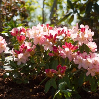 Rhododendron Yakushimanum-grp 'Percy Wiseman'