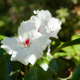 Rhododendron 'Schneespiegel'