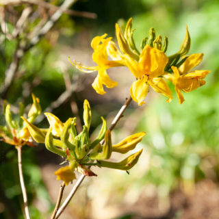 Rhododendron luteum - guldazalea
