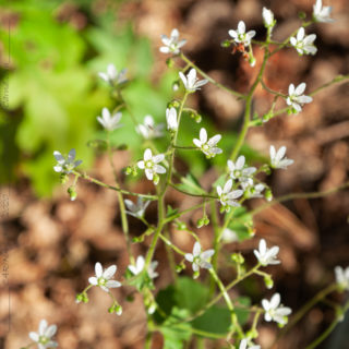 Saxifraga rotundifolia - prickbräcka