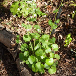 Saxifraga rotundifolia - prickbräcka