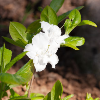 Rhododendron Knap Hill grp 'Whitethroat'