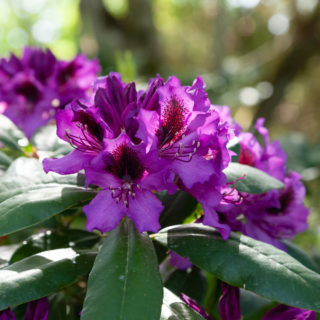 Rhododendron 'Orakel'