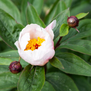 Paeonia 'Garden Peace' - hybridpioner