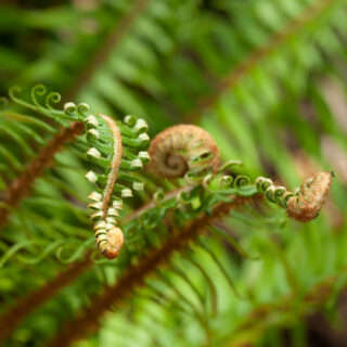 Ormbunkar - Polystichum munitum