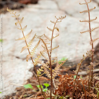 Ormbunkarna - Dryopteris erythrosora - blodbräken