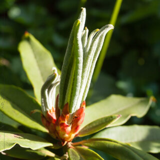 Rhododendronkorsningar - pseudeudochrysanthum x (yak x (bureavii x calophytum))