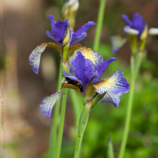 Sibirica hybrid - Iris sibirica 'Pennywhistle'