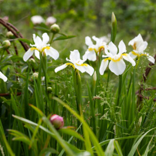 örtartade iris - Iris sanguinea 'Alba' - violiris