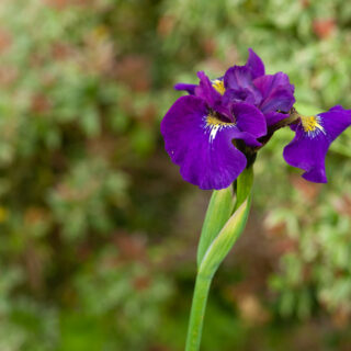 örtartade iris - Iris 'Sibtosa Wave'
