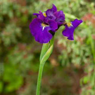 Iris 'Sibtosa Wave'