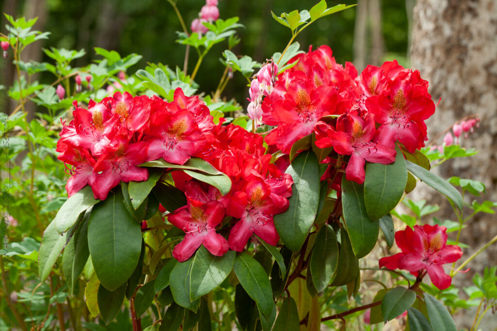 Lugnet - Rhododendron 'Junifeuer' - rododendron
