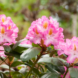 Rhododendron 'Junifee' - rododendron