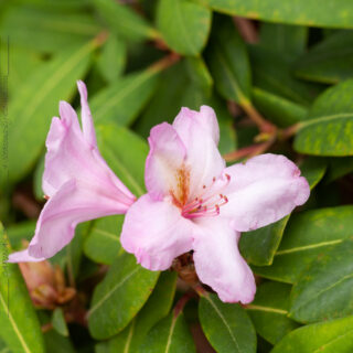 Rhododendron 'Paola'
