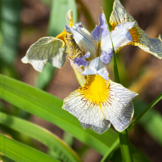 örtartade iris - Iris 'Ally Oops