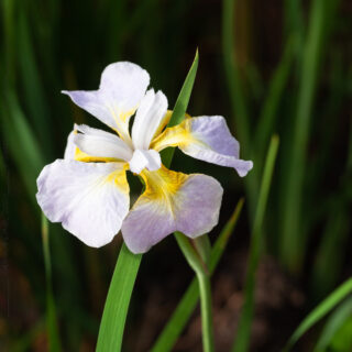 Iris sibirica 'Ama no han'