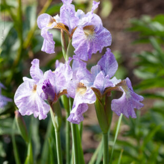 Iris sibirica 'Jennasee' - strandiris