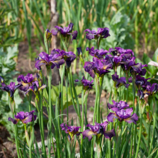 Iris sibirica 'Gone Plummin'