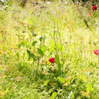 20200616-0096-bupleurum-peonies-midsummer Midsommar - vilt och vackert