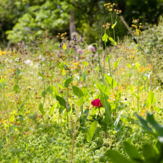 äng med Bupleurum longifolium