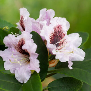 20200616-0116-rhododendron-admiral-vanessa