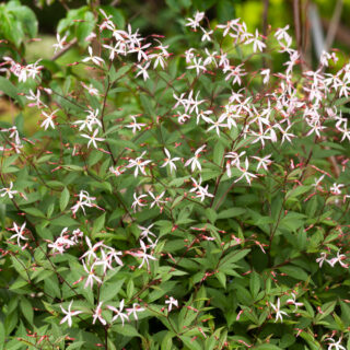 Gillenia trifoliata 'Pink Profusion'