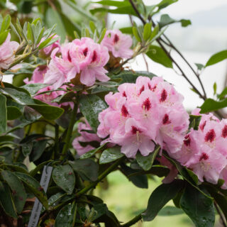 Lugnet - Rhododendron 'Lady Anette de Trafford' - rododendron