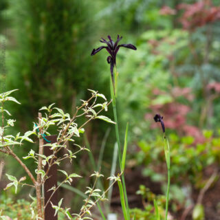 Iris chrysographses 'Black Form' -sammetsiris