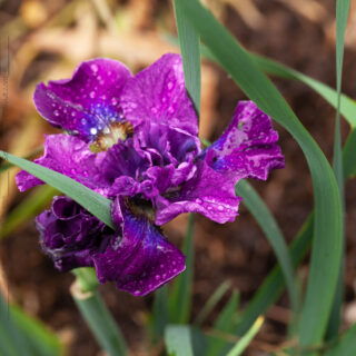Iris sibirica 'Bundle of Joy' - strandiris