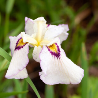 pseudata hybrider - Iris pseudata 'Lawton Ridge'