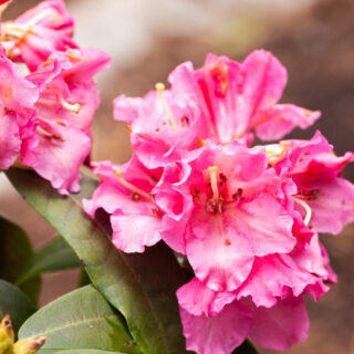 Rhododendron 'Rosa Traum'