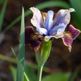 Iris sibirica 'Black Joker'