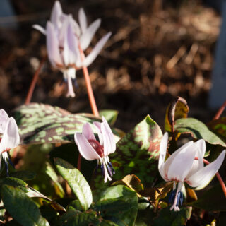 hundtandslilja - Erythronium dens-canis ssp. niveum- hundtandslilja