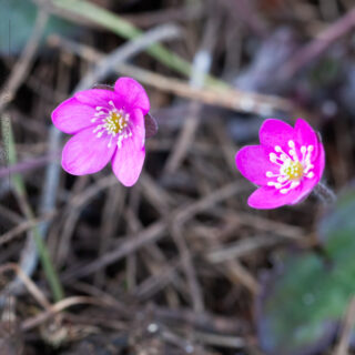 Hepatica nobilis 'Rosea'