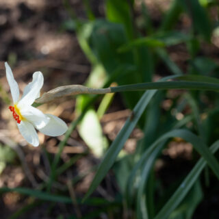 Narcissus poeticus cultivar