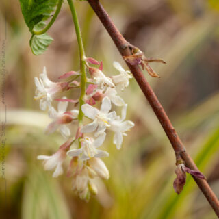 Vinbärsblomning - Ribes sanguineum 'White Icicle' - rosenrips