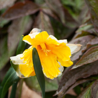 Narcissus x incomparabilis 'Orangery'?