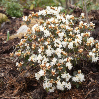 Rhododendron keiskei-grp 'June Bee'