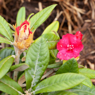 Rhododendron 'Weinlese'