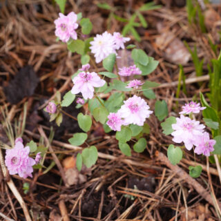 Anemonella thalictroides 'Oscar Schoaf'